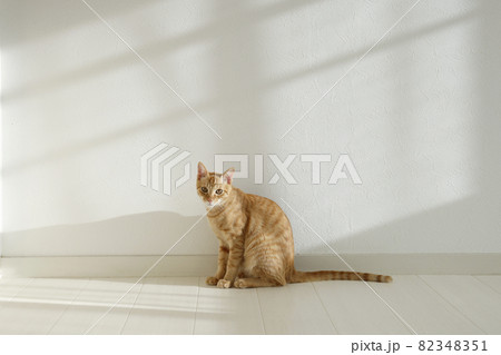 ねこちゃん親子の日常風景 82348351