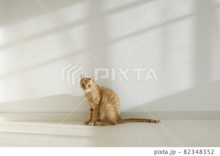 ねこちゃん親子の日常風景 82348352