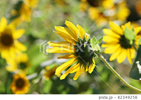 夏 花 ヒマワリ 82349256