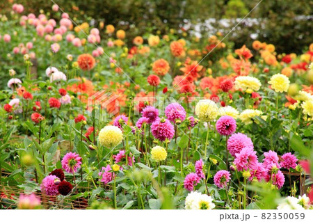 両神山麓花の郷　満開のダリア 82350059