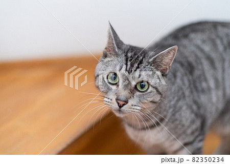 見つめる猫 サバトラ猫 見つめる猫 サバトラ猫 82350234