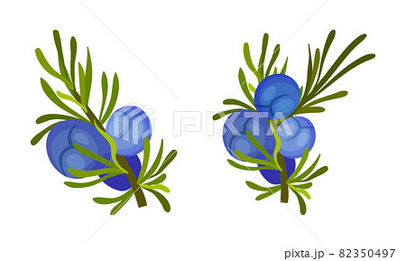 Juniper berry twigs with green leaves set. Cosmetics and medical herbal plant vector illustration Juniper berry twigs with green leaves set. Cosmetics and medical herbal plant vector illustration 82350497