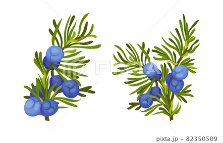 Juniper berry twigs set. Fresh ripe wild wild berries, medical herb ingredient vector illustration 82350509