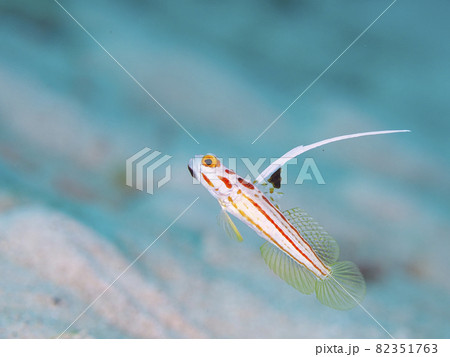 【水中写真】石垣島の海で出会った色とりどりの魚たち・ブルーバックでヤシャハゼ 82351763