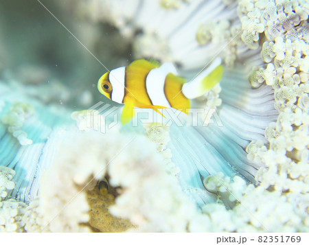 【水中写真】石垣島の海で出会った色とりどりの魚たち・ベビークマノミ 【水中写真】石垣島の海で出会った色とりどりの魚たち・ベビークマノミ 82351769