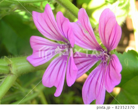 コモンマロウ 82352370