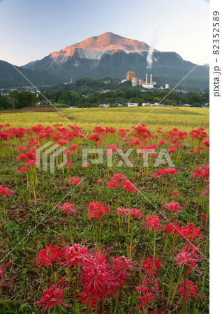 朝日浴びる武甲山と彼岸花《秩父郡》 朝日浴びる武甲山と彼岸花《秩父郡》 82352589