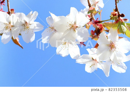 三波川冬桜 サンバガワフユザクラ 冬と春の2回咲く桜 クローズアップ 三波川冬桜 サンバガワフユザクラ 冬と春の2回咲く桜 クローズアップ 82353508