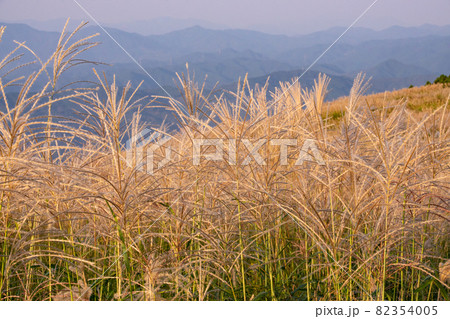 秋の生石高原の光景 ススキ 和歌山県海草郡紀美野町 秋の生石高原の光景 ススキ 和歌山県海草郡紀美野町 82354005