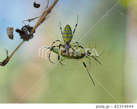 キリギリスの仲間を食べるジョロウグモ 82354644