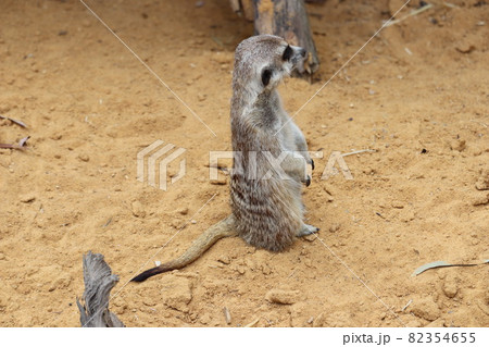 ミーアキャットの生態観察_1 82354655