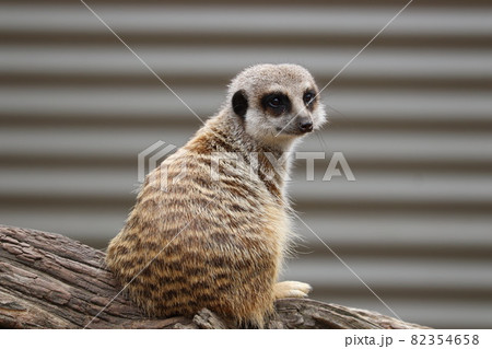 ミーアキャットの生態観察_3 82354658