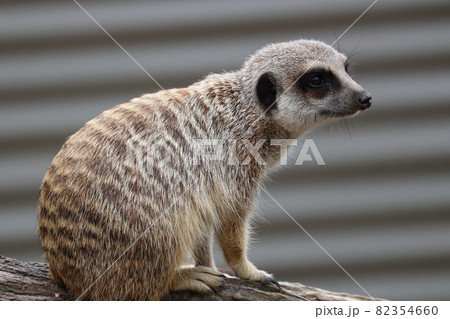 ミーアキャットの生態観察_5 82354660