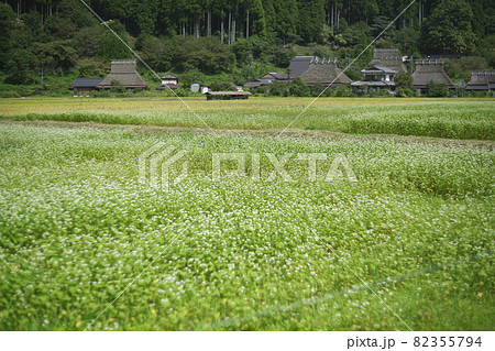 京都府南丹市美山町茅葺きの里で撮影した蕎麦畑 京都府南丹市美山町茅葺きの里で撮影した蕎麦畑 82355794