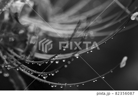 彼岸花 彼岸花 82356087