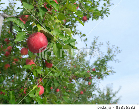 たわわに実る真っ赤に完熟した収穫直前の「弘前ふじ」というリンゴ 82356532