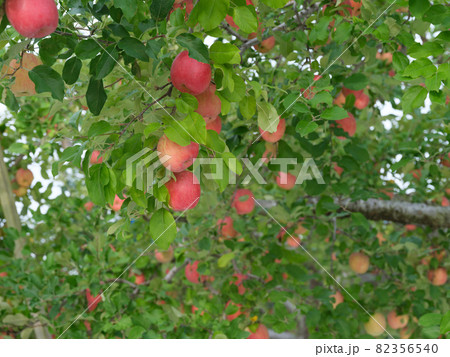 たわわに実る真っ赤に完熟した収穫直前の「弘前ふじ」というリンゴ 82356540
