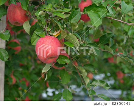 たわわに実る真っ赤に完熟した収穫直前の「弘前ふじ」というリンゴ 82356545