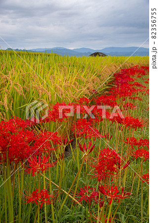 田んぼの畦道に咲く満開の彼岸花　和歌山県紀の川市 82356755