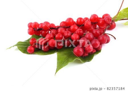 Schisandra Chinensis isolated on white Schisandra Chinensis isolated on white 82357184