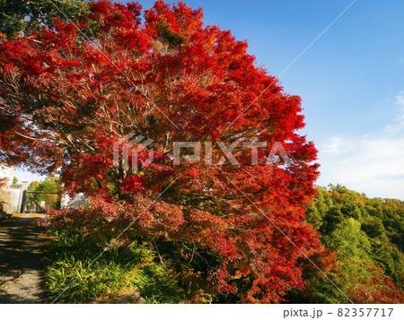 【京都】楊谷寺の紅葉 【京都】楊谷寺の紅葉 82357717