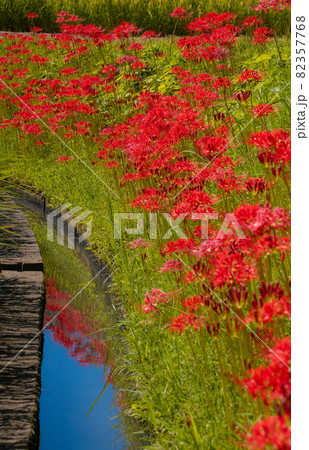 満開の彼岸花　和歌山県紀の川市貴志川 82357768