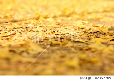 黄色い落ち葉 82357769