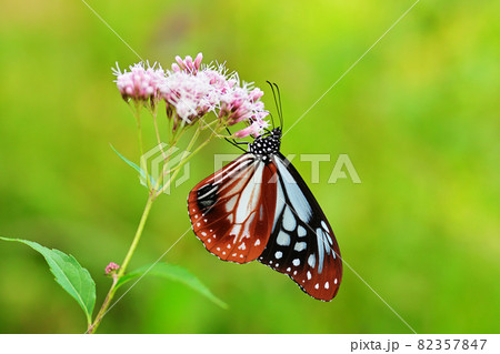 フジバカマで吸蜜するアサギマダラ 82357847