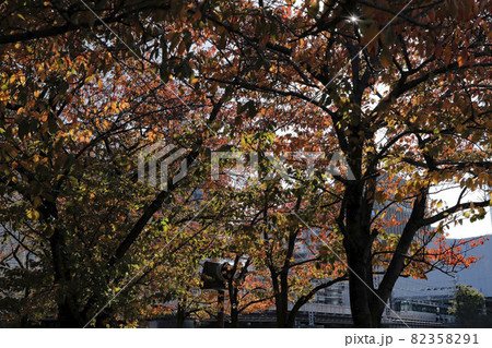 紅葉と京阪電車 82358291
