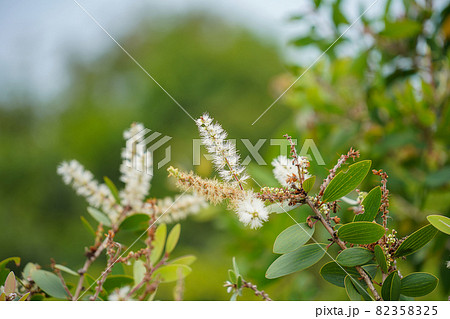 Close up of Melaleuca quinquenervia flower on blur background. 82358325