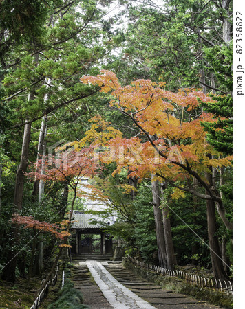 鎌倉・秋の寿福寺 参道 鎌倉・秋の寿福寺 参道 82358822