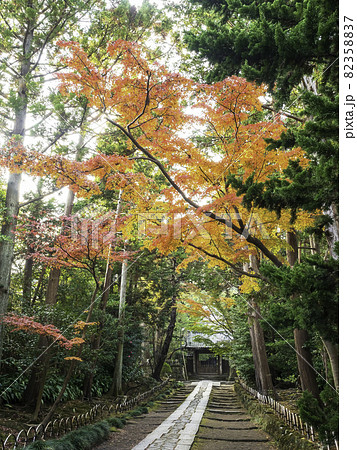 鎌倉・秋の寿福寺　参道 82358837