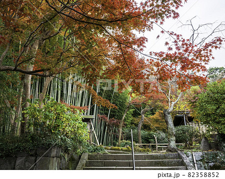 鎌倉・英勝寺 竹林と紅葉 鎌倉・英勝寺 竹林と紅葉 82358852