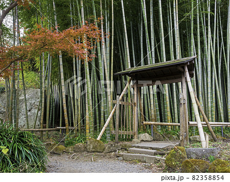 鎌倉・英勝寺 竹林と紅葉 鎌倉・英勝寺 竹林と紅葉 82358854