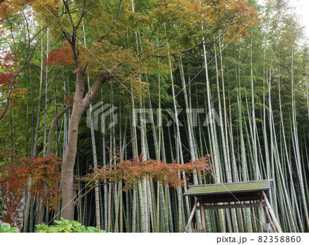 鎌倉・英勝寺　竹林と紅葉 82358860