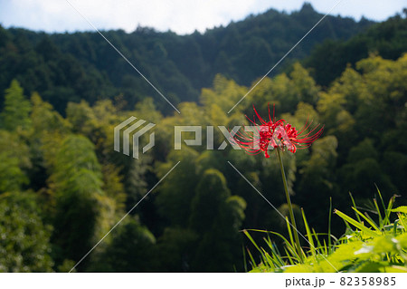 秋の明日香村の光景　奈良県明日香村 82358985