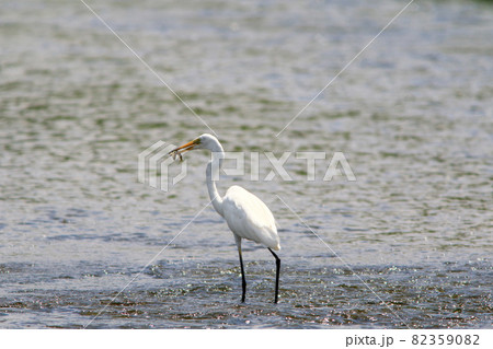アユをつかまえたダイサギ アユをつかまえたダイサギ 82359082