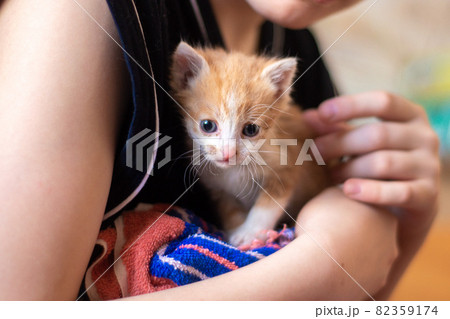 animal protection: a white-red little kitty in the hands of a child animal protection: a white-red little kitty in the hands of a child 82359174