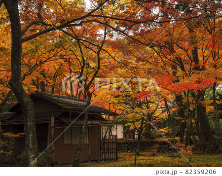 【京都】西芳寺の苔と紅葉 82359206