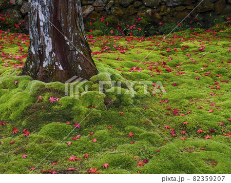 【京都】西芳寺の苔と紅葉 82359207