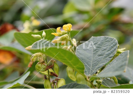 タンキリマメの花 タンキリマメの花 82359320