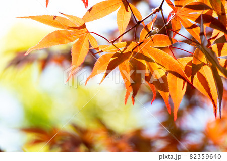 Red color of falling leaf with blurred leaf and sky background Red color of falling leaf with blurred leaf and sky background 82359640