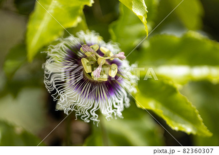 パッションフルーツの花（クダモノトケイソウ） 82360307