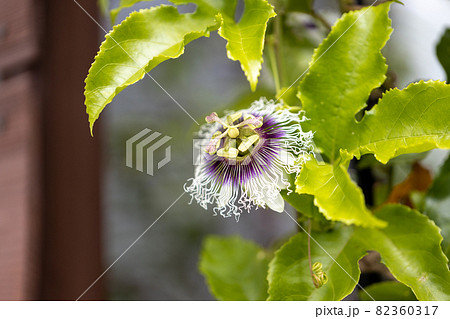 パッションフルーツの花（クダモノトケイソウ） 82360317