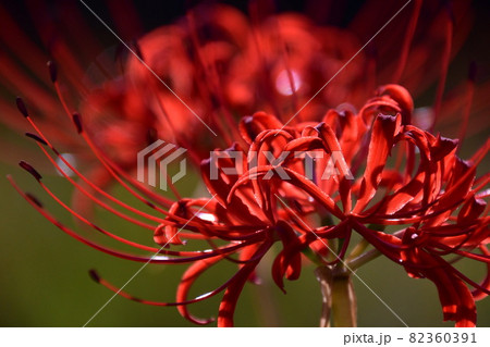 彼岸花 82360391