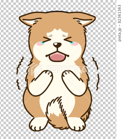 Frightened Akita dog 82361363