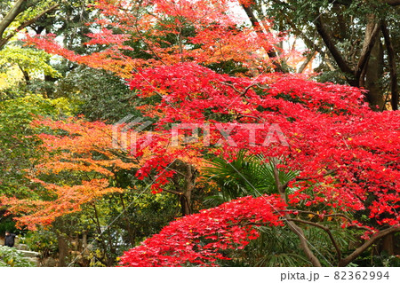 燃える秋 燃える秋 82362994