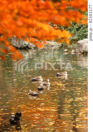 燃える秋 82363177