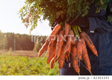 Farmer hands in gloves holding bunch of carrot 82363345
