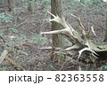 木の根 82363558